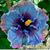 Laura Westmoreland-Attwood's profile image