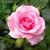 Karen Perreault's profile image