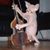 Tressie Sullivan's profile image