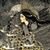 Jenifer Lin Mitsakos's profile image