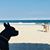 Cynthi Del Mar Jenkins's profile image