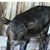Rodie Shelton's profile image