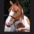 Kay Williams Harris's profile image