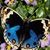 Debra Royce's profile image