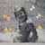 Janet Marie Laughlin's profile image