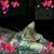 Donna Campbell's profile image