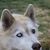Norman Howdyshell's profile image