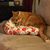 Dovie C Darchuk's profile image