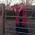 Michele Voorhes's profile image