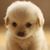 Todd Nguyen's profile image