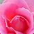 Karen Morris-Antonucci's profile image