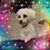 Amy Wiseman Detrixhe's profile image