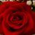 Rosario Storbeck's profile image