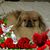 Vickie Toler's profile image