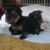 Denise Harrolle's profile image