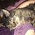 Tammy Spour's profile image
