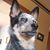 Sal Grisafe-Pont's profile image