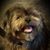 Linda Keeling's profile image
