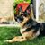 Atticus Koka's profile image