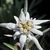 Khanada Azeleia's profile image