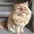 Wendy Evangelista's profile image