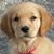 Johdie Grieve's profile image