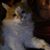Lisa Rogers's profile image