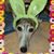 Denise Dudek's profile image