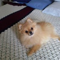 Charlotte Lee Pollock's profile image