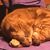 Rita Spies Wurm's profile image