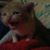 Heather Nicole Kear's profile image