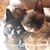 Jennifer Idell's profile image