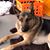 Krista Morici's profile image