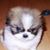 Shannon Whittaker-Hudson's profile image