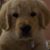 Gail Stroh DiPreta's profile image