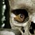 Aurelio Alfano's profile image