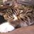 Seabrookrose Messina's profile image