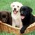 Crystal Huneycutt's profile image