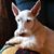 Patti Jo Justice's profile image
