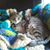 Anne Lawrence's profile image