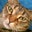 Josh Sessoms's profile image