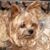 Tina Michele Brazzeal's profile image