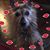 Petey Smith's profile image