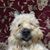 Lee Hontz's profile image