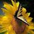 Debra Steward's profile image