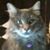 Louise Kaplan's profile image