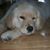 Carol Nieves's profile image