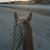 Lisa Hutcheson Wylie's profile image