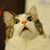 Ahmed Sayed's profile image