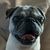 Dawn Taylor's profile image